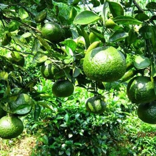 Cây cam sành siêu trái (cây ghépc siêu sớm)
