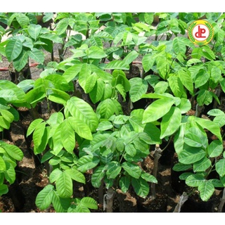 CÂY GIỐNG CHÔM CHÔM THÁI SIÊU SỚM