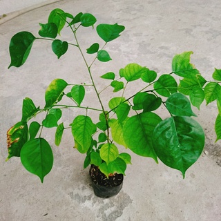 Cây Giáng Hương - caykiengsadec