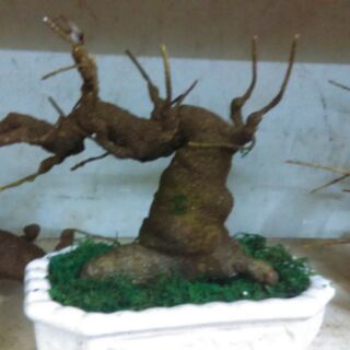 Gốc bonsai