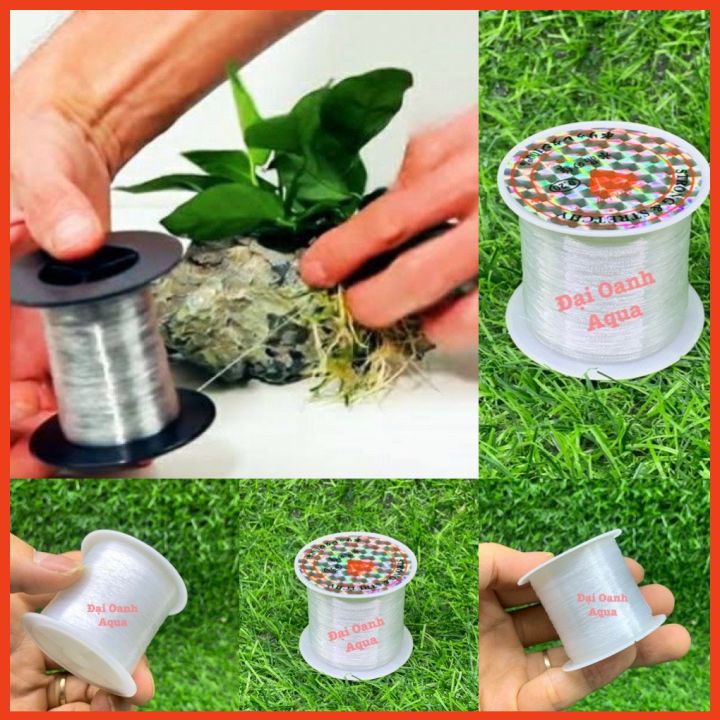 Cước Tàng Hình Buộc Rêu, Cây Thủy Sinh