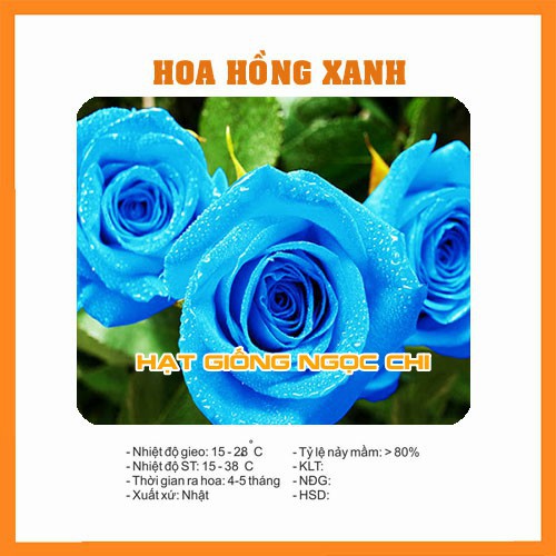 Hạt Giống Hoa Hồng Xanh - 10 Hạt