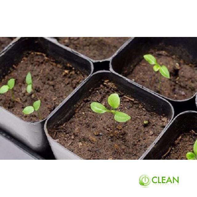 🍀GÓI 100 HẠT CÀ TÍM DÀI CAO SẢN F1🍀