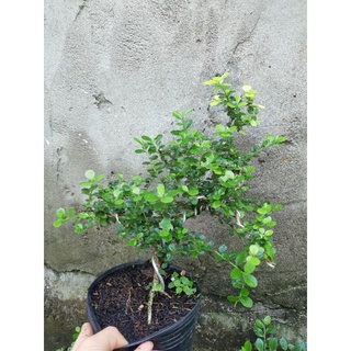 Cây sam trái bonsai