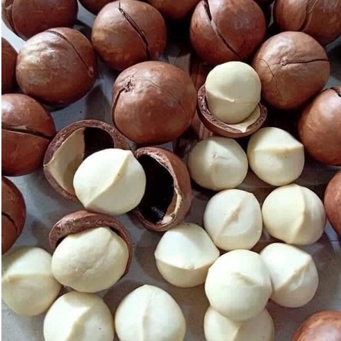 [Size Đại] Macca Đắk Lắk Organic sạch nhà trồng size quả to loại 1 - Giòn tan béo bùi - 500gram | BigBuy360 - bigbuy360.vn