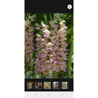 Giáng hương tam bảo sắc, combo 3 cây cao to trên 25cm