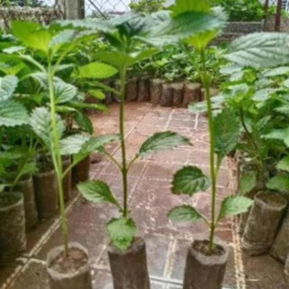 👉🌱🌱🌱👍 Combo 10 cây đuôi chuột hoa tím (Cây mạch lạc)