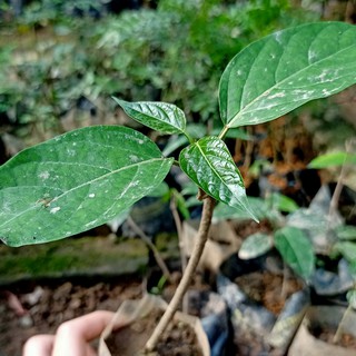 🌿 Combo 2 thìa canh lá to chuẩn giống - Đơn hàng thanh toán trước tặng 1 cây cùng loại