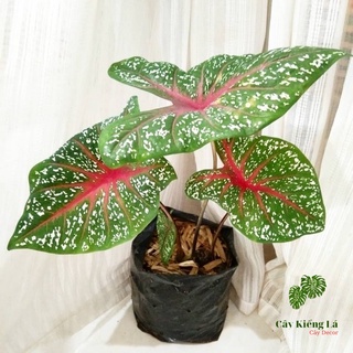 Củ cây Caladium Heart's Delight.[ Red Star]
