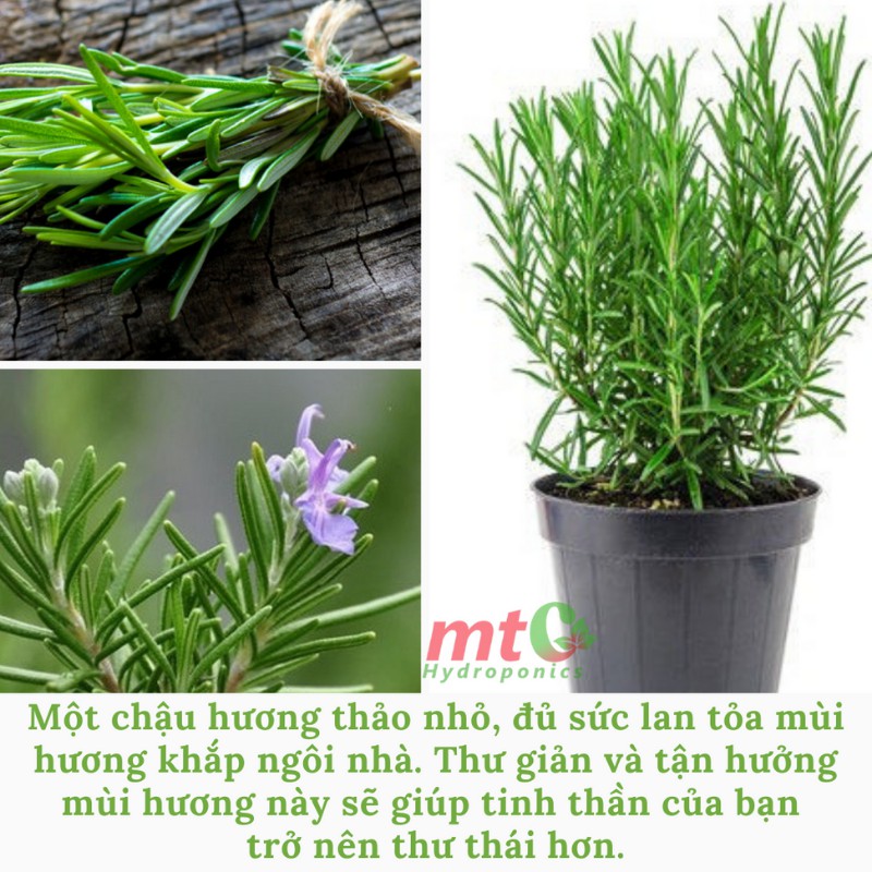 Cây Hương Thảo Rosemary - Gia vị thảo dược tốt cho sức khỏe