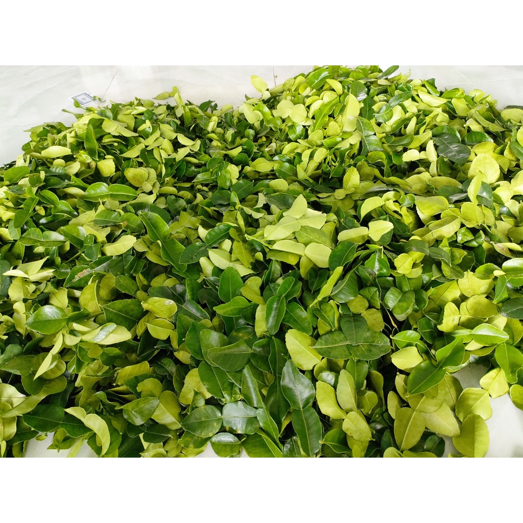 La chúc tươi 100g giá 20k