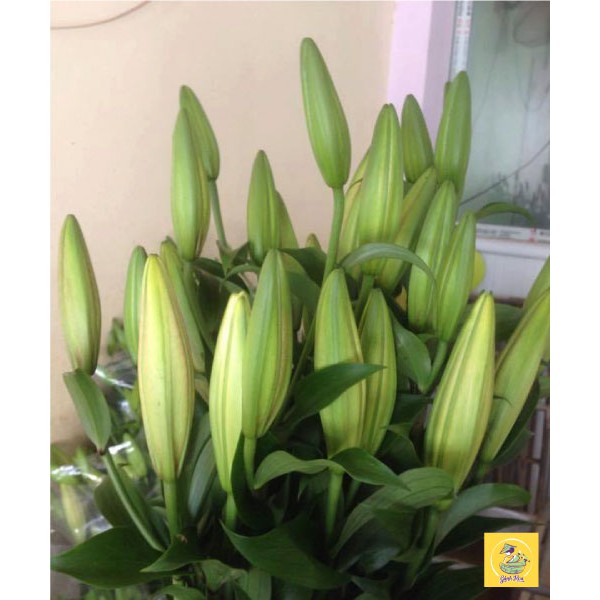 Set 2 củ hoa ly vàng nhọn