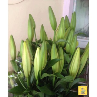 Set 2 củ hoa ly vàng nhọn