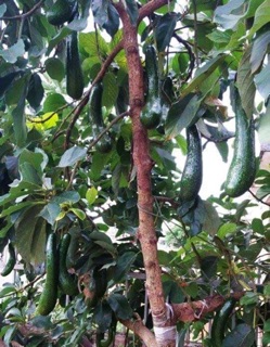 Giống bơ sáp 034