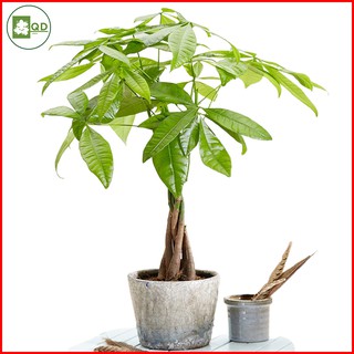 Cây kim ngân tài lộc cây cảnh để bàn trang trí thanh lọc không khí tốt thân cao 25-40cm - QD11