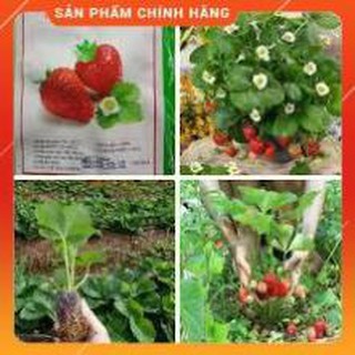 HẠT GIỐNG DÂU TÂY LUCKY GÓI 100 HẠT.