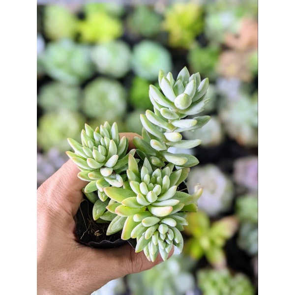 Sen đá chuỗi ngọc đứng size bầu