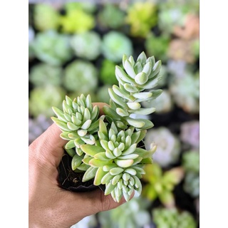 Sen đá chuỗi ngọc đứng size bầu