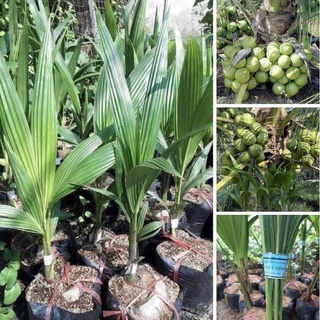 Dừa xiêm lùn, dừa xiêm xanh lùn (ảnh thật