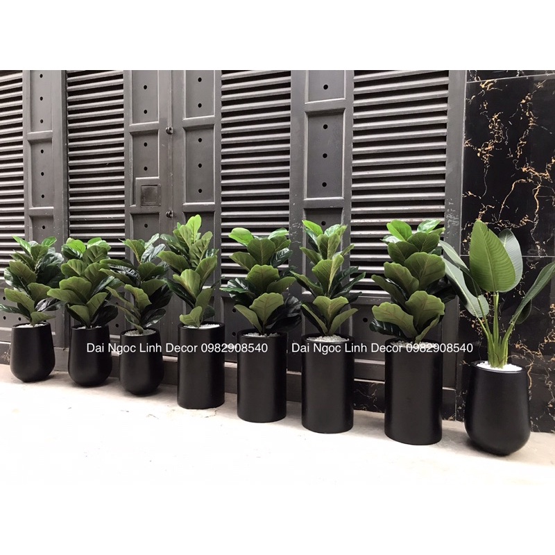 Cây bàng singapore giả 70cm