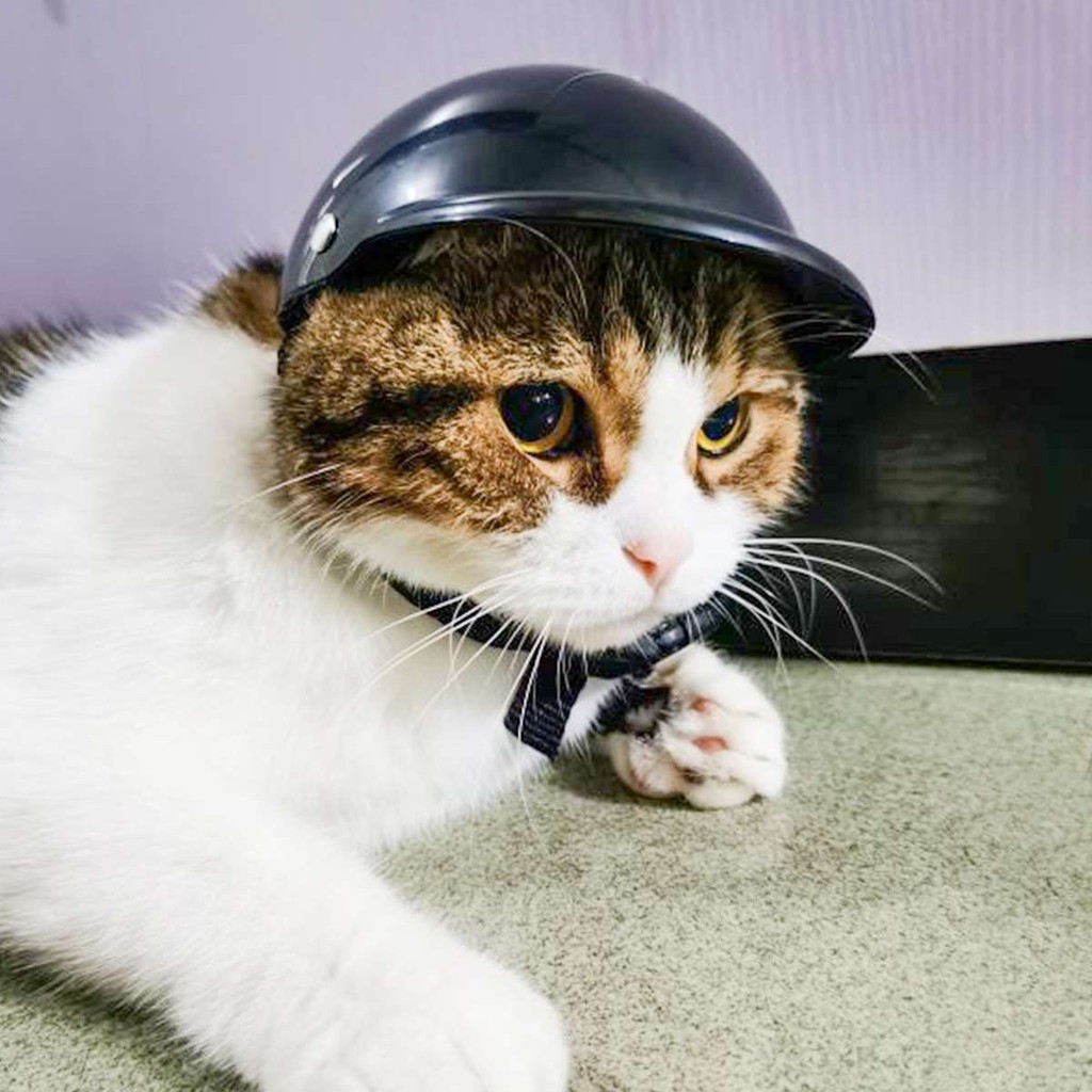 Mũ bảo hiểm thời trang cho thú cưng 5 inch Mũ bảo hiểm cho mèo và mũ cho chó