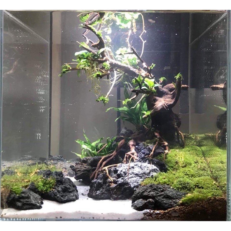 Đá Đen Gia Lai hàng tuyển setup bể thuỷ sinh