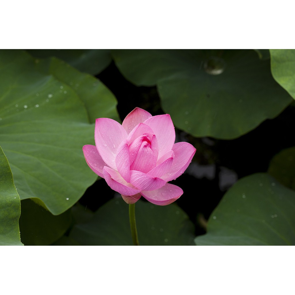 Gói 10 hạt giống sen ta - Sen Hồng Việt Nam - Vietnamese Lotus