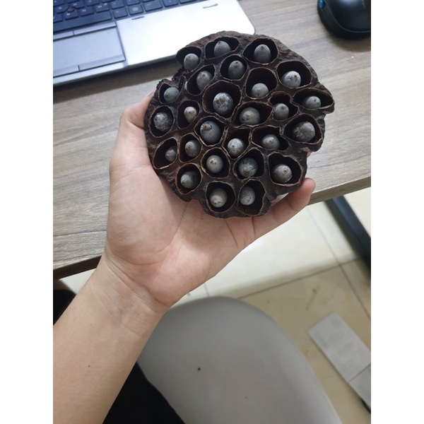 Đài sen khô có hạt trang trí nhà cửa có cành