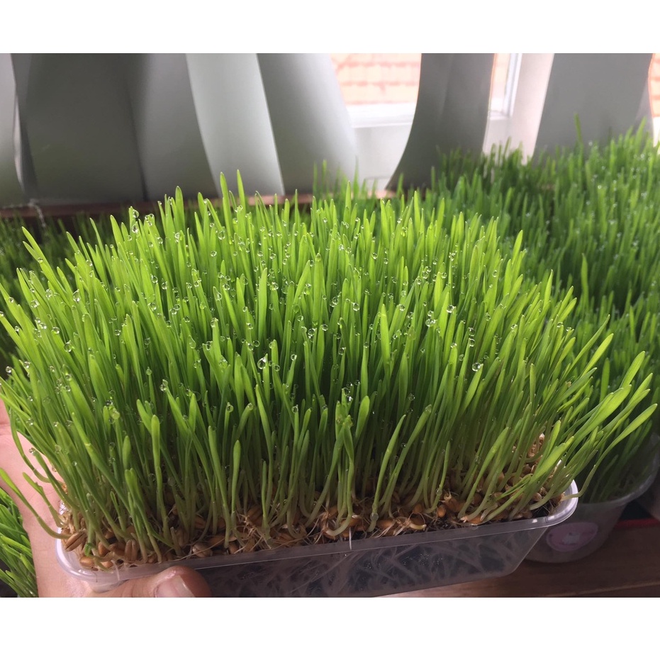 Cỏ lúa mạch tươi trị búi lông hỗ trợ tiêu hóa cho chó mèo