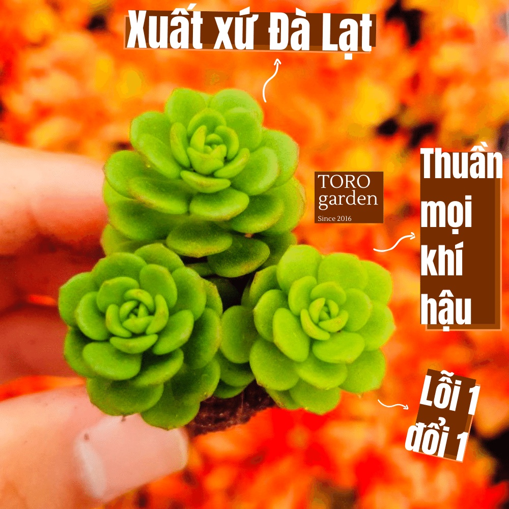 Sen đá sedum hoa hồng xanh Đà Lạt size mini cây cảnh trang trí nhà cửa Toro garden