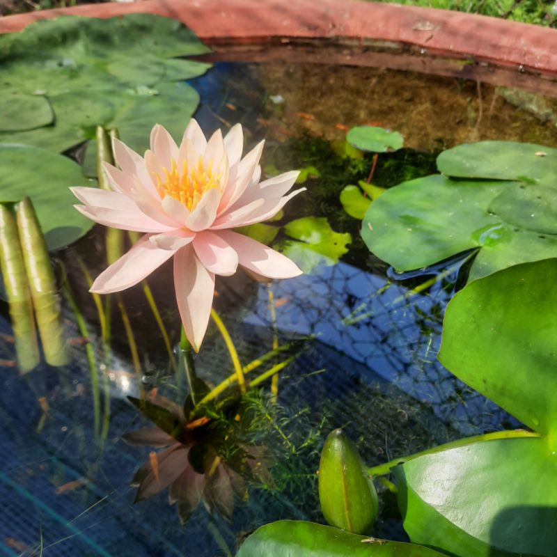 Hoa Súng Màu Cà Rốt  4cây 100k