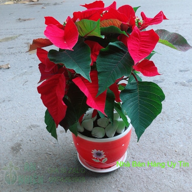 Chậu Cây Trạng Nguyên