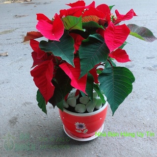 Chậu Cây Trạng Nguyên