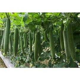Hạt giống mướp
