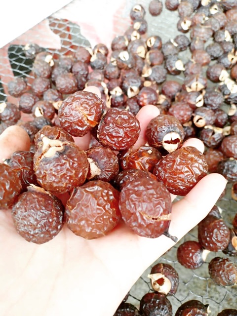 [1KG] BỒ HÒN LOẠI 1-ĐÃ TÁCH HẠT-GIÀ- KHÔNG MỐC-HÀNG XUẤT KHẨU | BigBuy360 - bigbuy360.vn