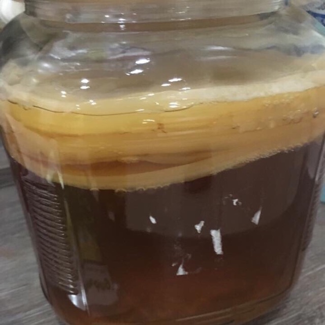 Kombucha siêu ú làm trà