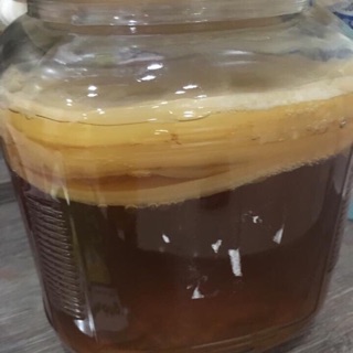 Kombucha siêu ú làm trà