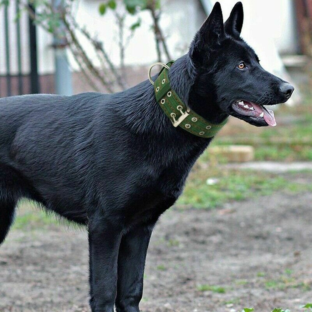 YIYU Dây Đeo Cổ Cho Thú Cưng Cỡ Vừa Và Lớn Có Thể Điều Chỉnh Kích Cỡ 1