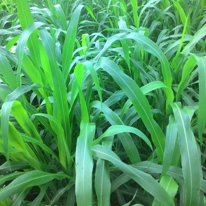 Hạt giống cỏ Lai Ngọt - gói 200g siêu năng suất dùng trong chăn nuôi trâu, bò, cá, thỏ...