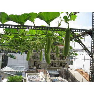 Hạt giống cây bầu sao