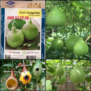 Hạt giống bầu tròn Thái Lan 14 hạt