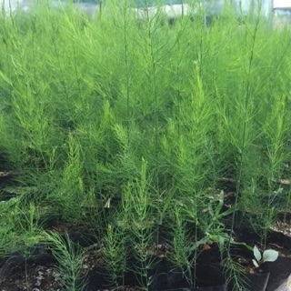 Cây giống măng tây