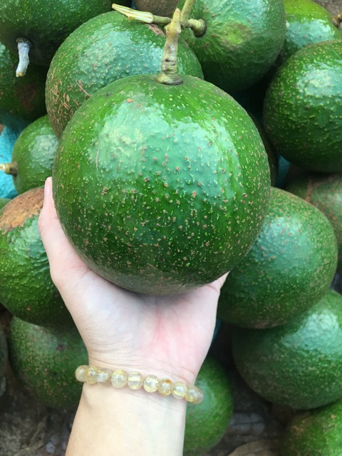 1 kg Bơ Booth tại vườn không qua trung gian quả to đều