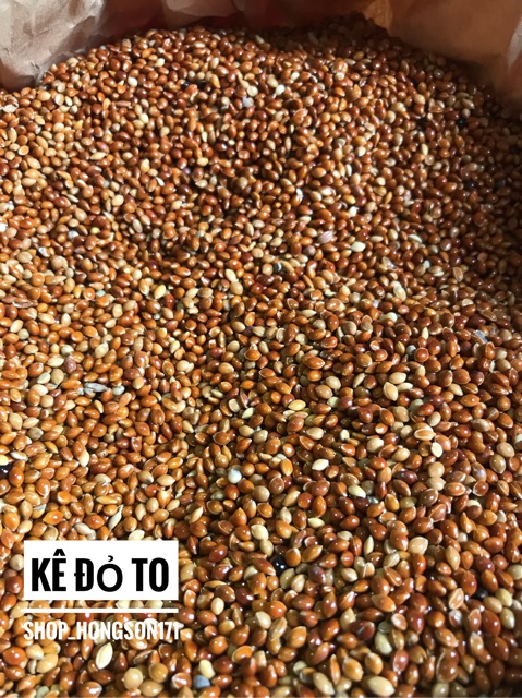 Kê đỏ hạt to