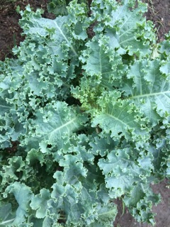 Hạt giống cải xoăn kale