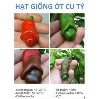 20 Hạt giống ớt cu tý TẶNG KÈM PHÂN VÀ KÍCH MẦM