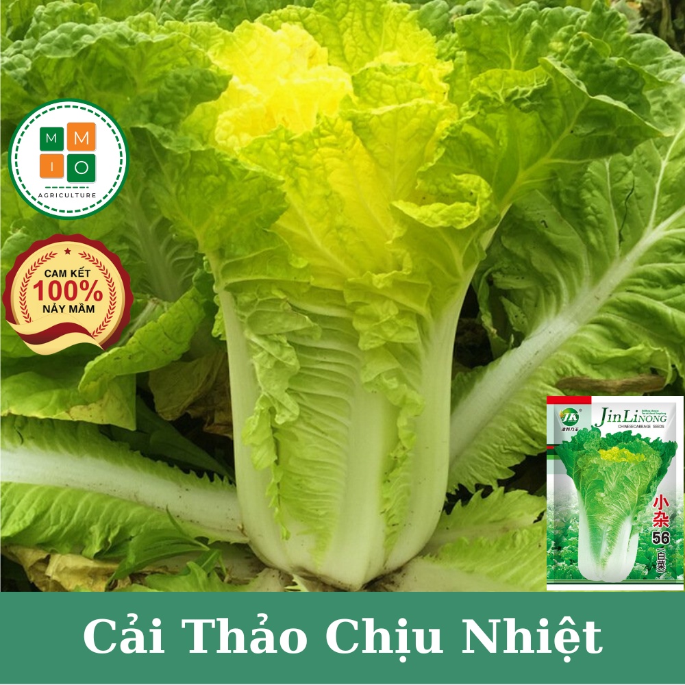 Hạt giống cải thảo chịu nhiệt, dễ trồng nhanh thu hoạch