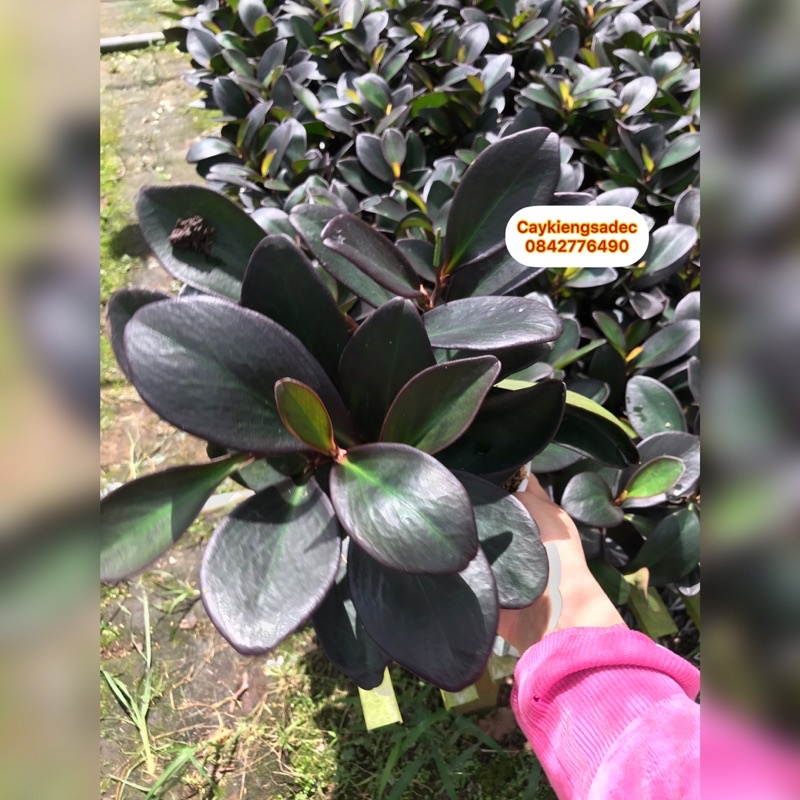 caykiegsadec cây trường sinh tím hạp người mệnh hỏa mệnh thổ.