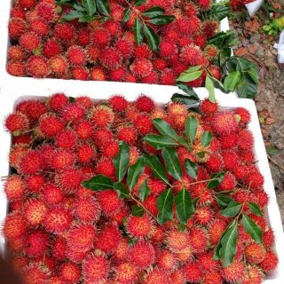 Chôm chôm thanh long ruột trắng ruột đỏ bưởi năm roi