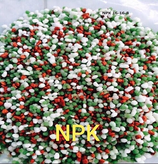 Phân npk bón cây nho